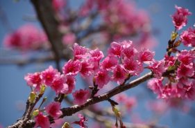 The Earliest Cherry Blossom Viewing in Japan!  All You Need to Know about Okinawan Sakura Events 【2016 Edition】