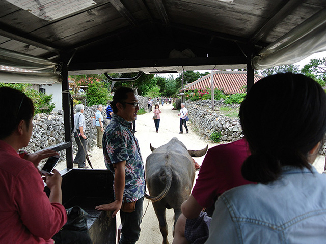 taketomi island Buffalo tour 