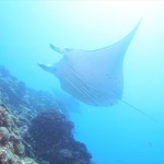 Appealing things to do in Okinawa! ~Diving in Ishigaki Island~