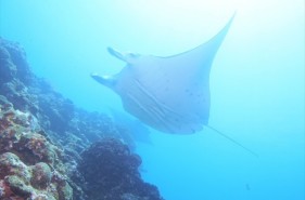 Appealing things to do in Okinawa! ~Diving in Ishigaki Island~