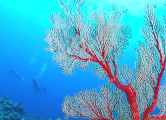 森も海も大自然！”西表島でダイビング”のココが魅力です！