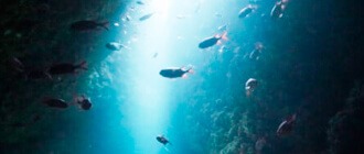透明度抜群の海、その奥へ