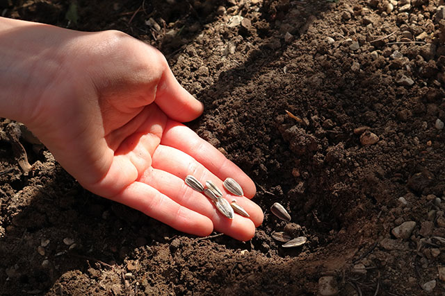 ひまわりの種まき