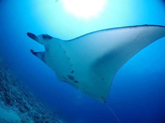 manta