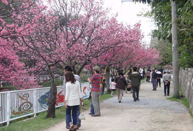 Naha Cherry Blossom Festival