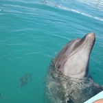 沖縄でイルカと触れあい体験！水に濡れずにイルカと遊ぼう