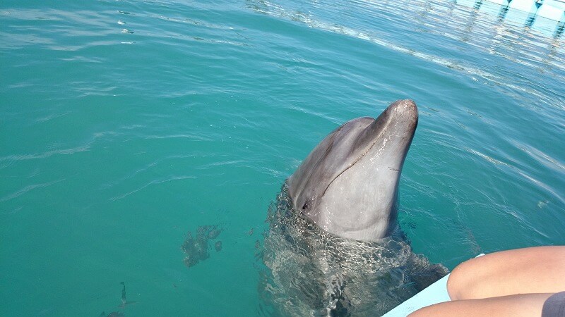 沖縄　イルカ