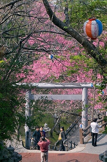 名護桜