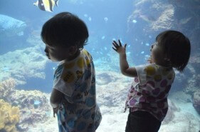 【子連れで行ってきました♪】沖縄美ら海水族館はこう楽しむ！