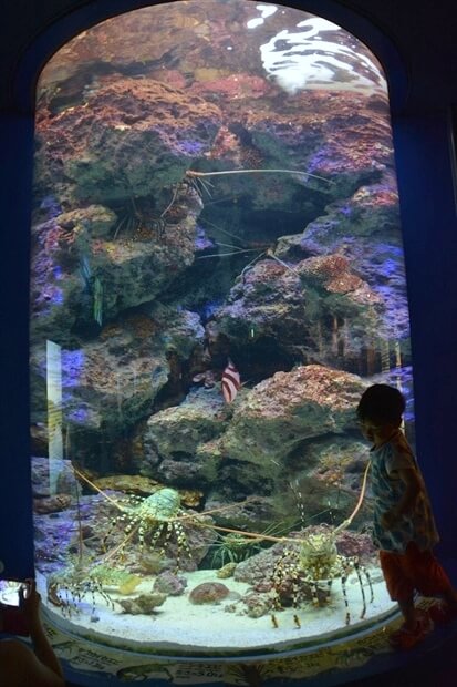 沖縄美ら海水族館イメージ