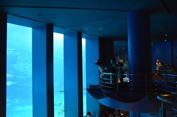 churaumi aquarium imagephoto