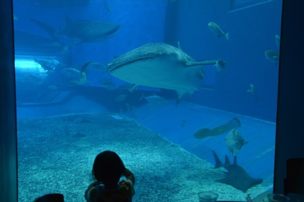 churaumi aquarium imagephoto
