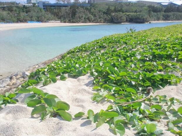 沖縄海洋博公園イメージ