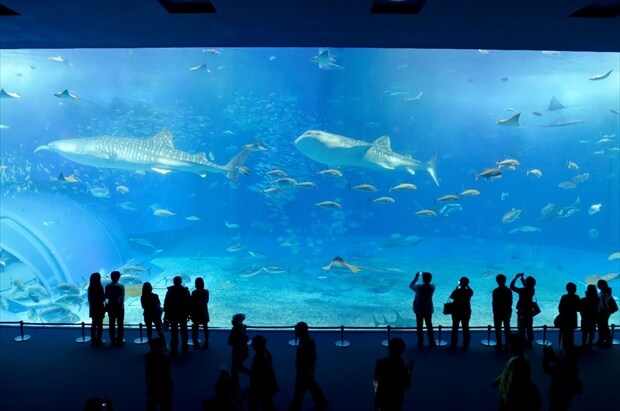 Okinawa Ocean Expo Park Image