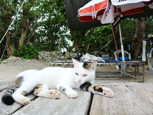 川平湾の猫