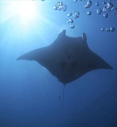 diving at Ishigagki island