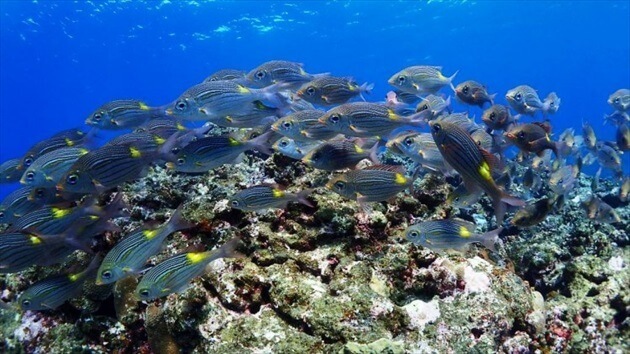 diving at Ishigagki island