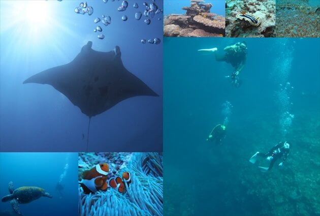 diving at Ishigagki island