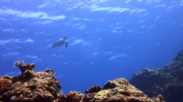 diving at Ishigagki island