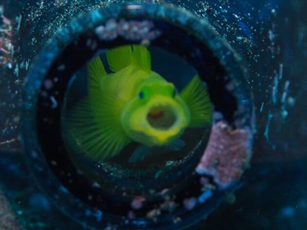 diving at Ishigagki island