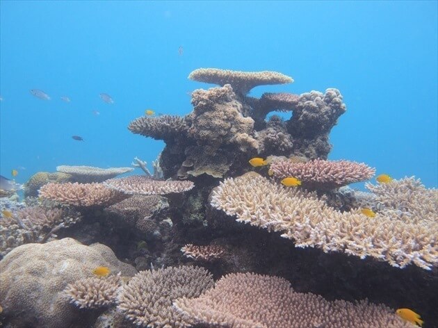 diving at Ishigagki island