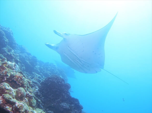 diving at Ishigagki island