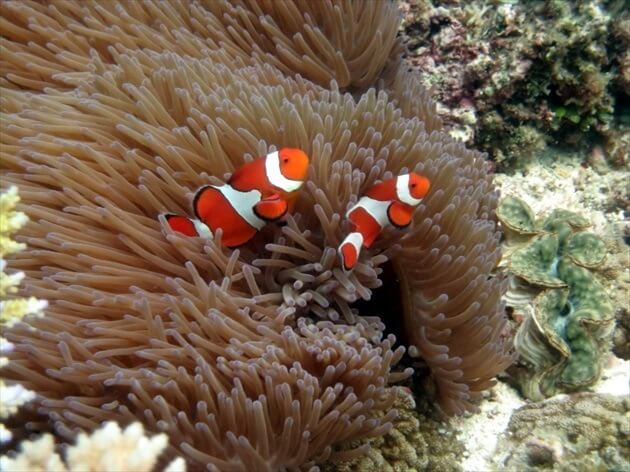 diving at Ishigagki island