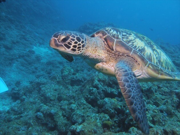 diving at Ishigagki island