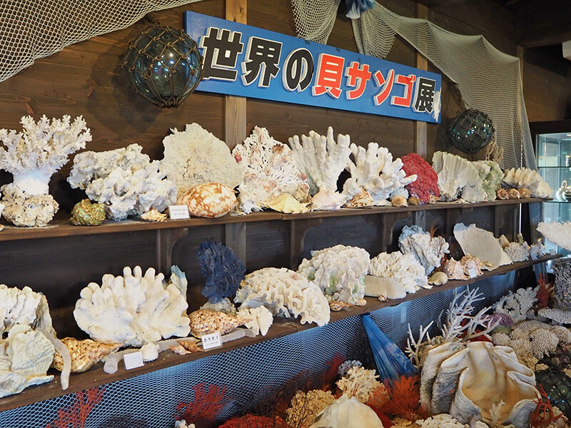 沖縄歴史民族資料館　世界の貝サンゴ展
