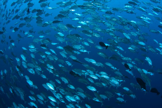 【260種以上の珊瑚がいる豊かな海】久米島ダイビングの魅力とは？