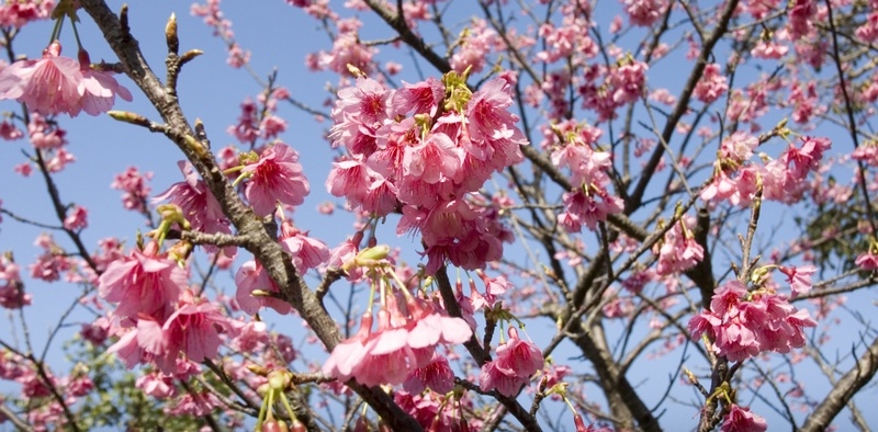 沖縄旅行イメージ｜桜