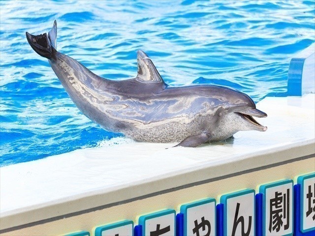 Okinawa Ocean Expo Park Image