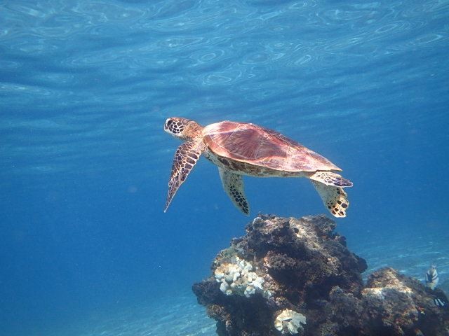 遭遇率99％！宮古島のウミガメシュノーケリングツアーの選び方 |