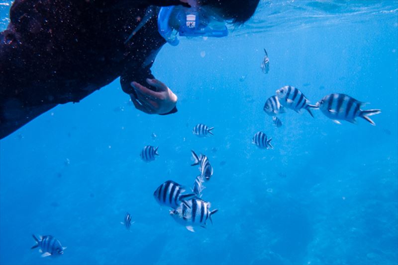 ピンクマーリンクラブ　ダイビングイメージ