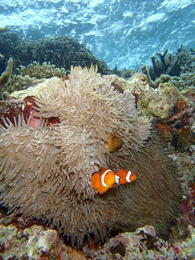 八重干瀬　クマノミ