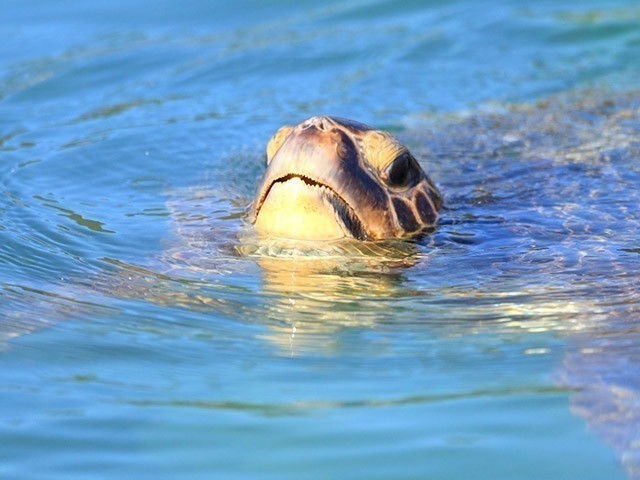 宮古島　ウミガメ　カヤック　水面から顔をのぞかせるウミガメ