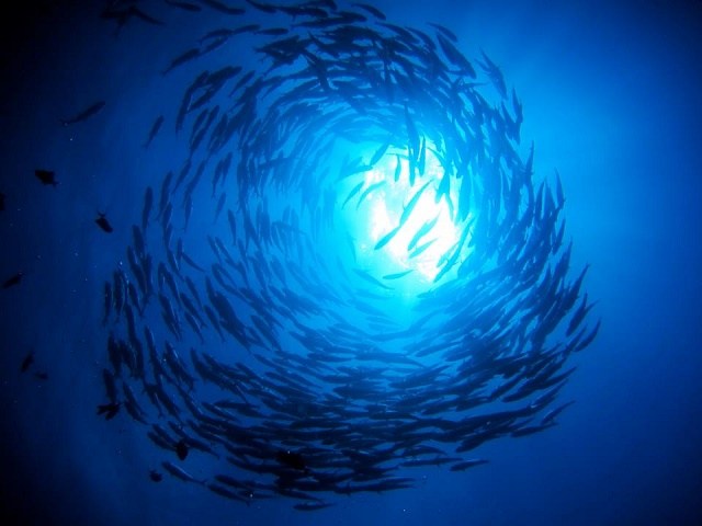 久米島　ダイビング　渦を描く魚群