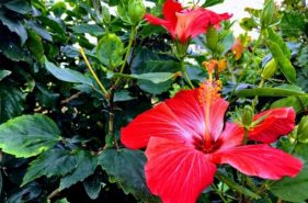 沖縄で見られる南国の花を愛でよう