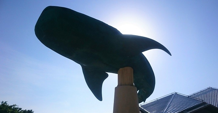 沖縄旅行で楽しかった事をパパが子どもに聞いてみたら　ジンベエザメ　美ら海水族館