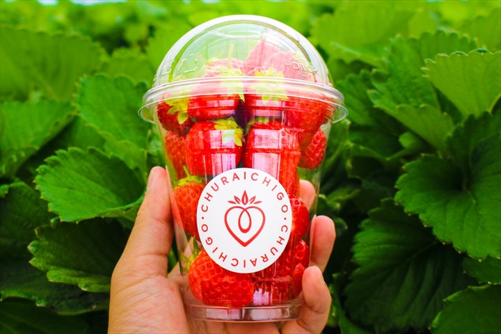 美らイチゴ　Ｒサイズ　いちご　カップ