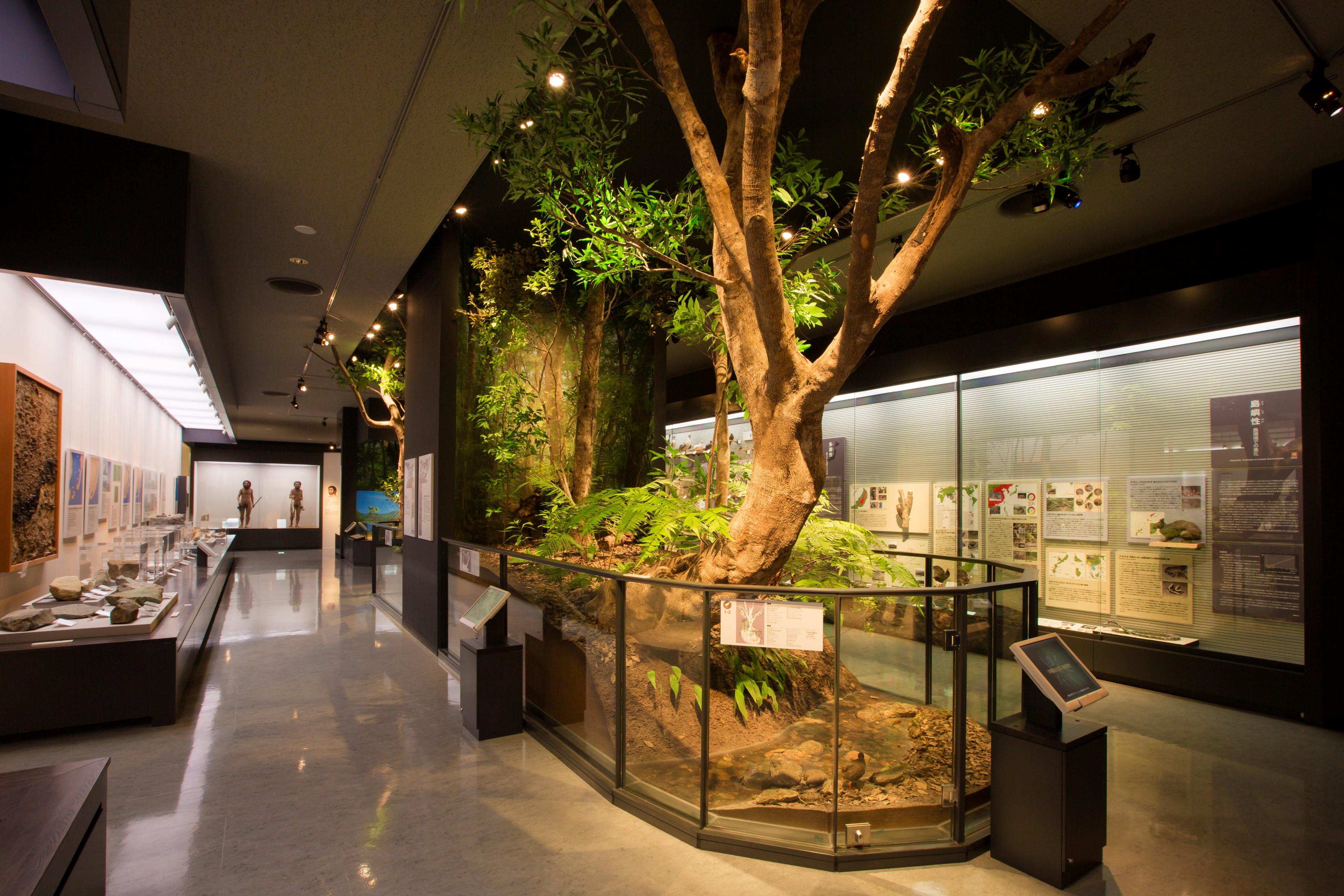 自然史部門展示～生物が語る沖縄2億年～