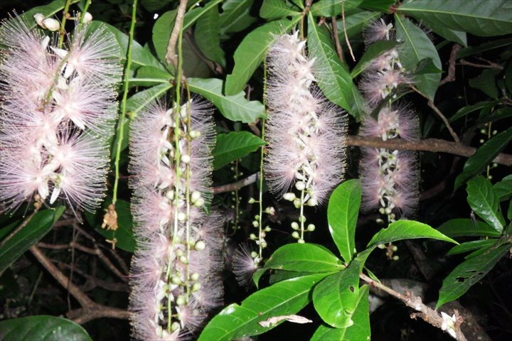 一夜で散る幻の花「サガリバナ」ってどんな花？開花時期・場所・花言葉