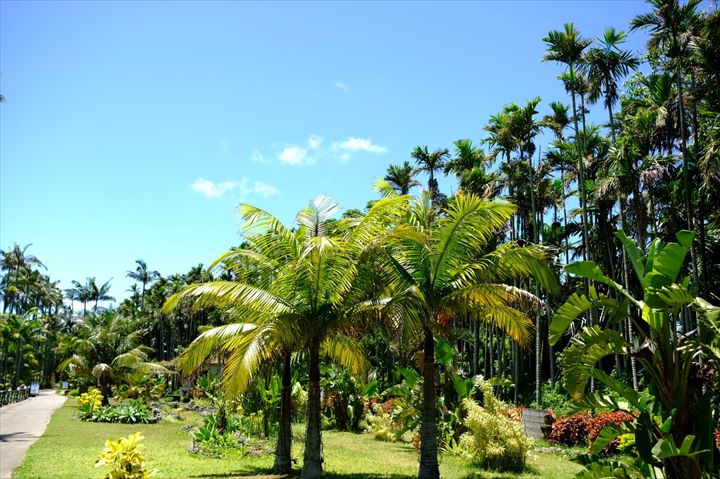 東南植物楽園　沖縄南国イルミネーション
