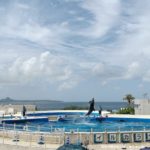 無料で見られる！沖縄美ら海水族館がある海洋博公園のイルカショー