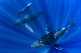 沖縄の海でクジラとたゆたう「ホエールスイム」体験記&時期や持ち物などアドバイス