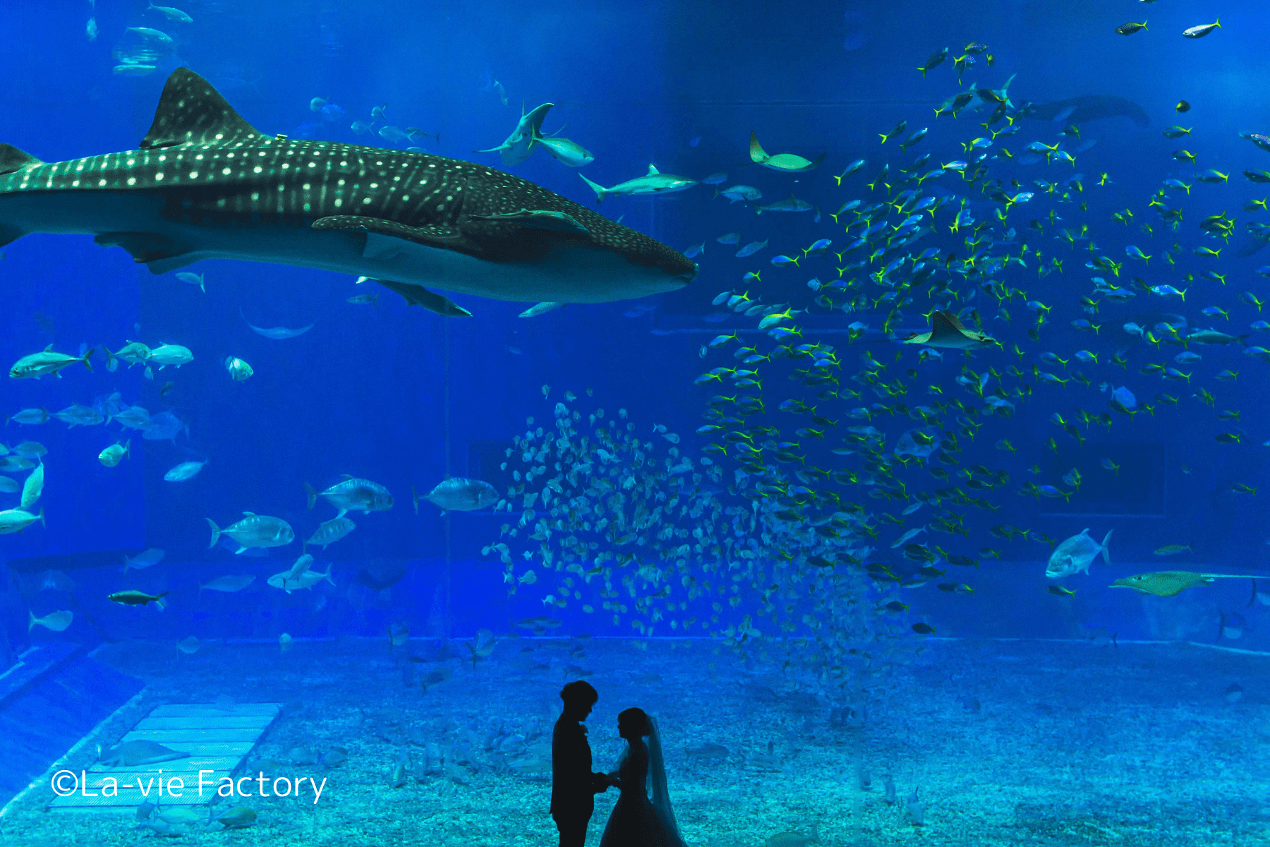 結婚式の代わりになるハネムーン