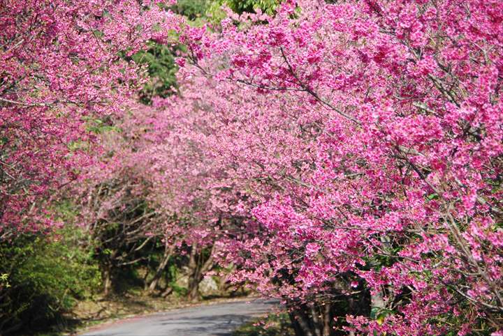 沖縄花のカーニバル　カンヒザクラ