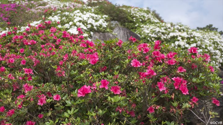 沖縄　花のカーニバル　つつじ