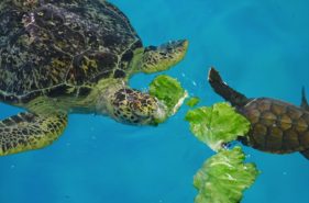 ウミガメの魅力と保護活動を学ぶ「久米島ウミガメ館 」