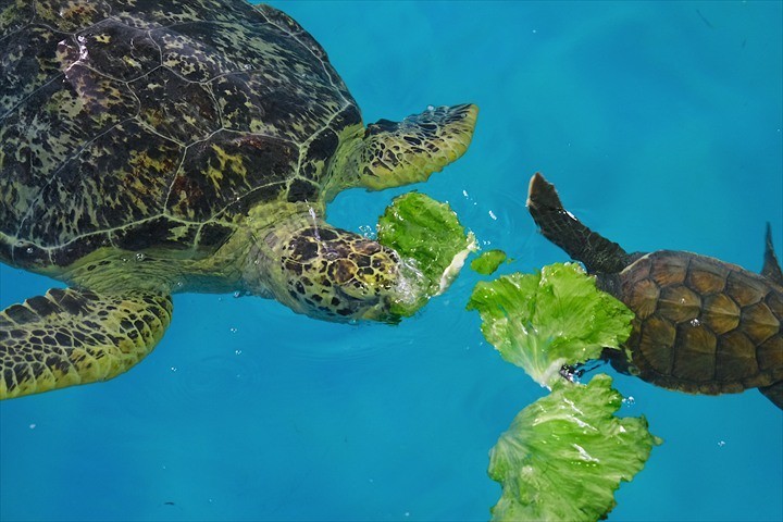 久米島ウミガメ館